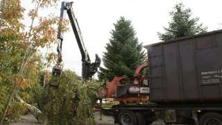 bomen kappen